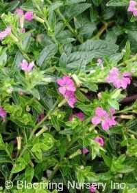 Cuphea rosea 'Lavender Lace'